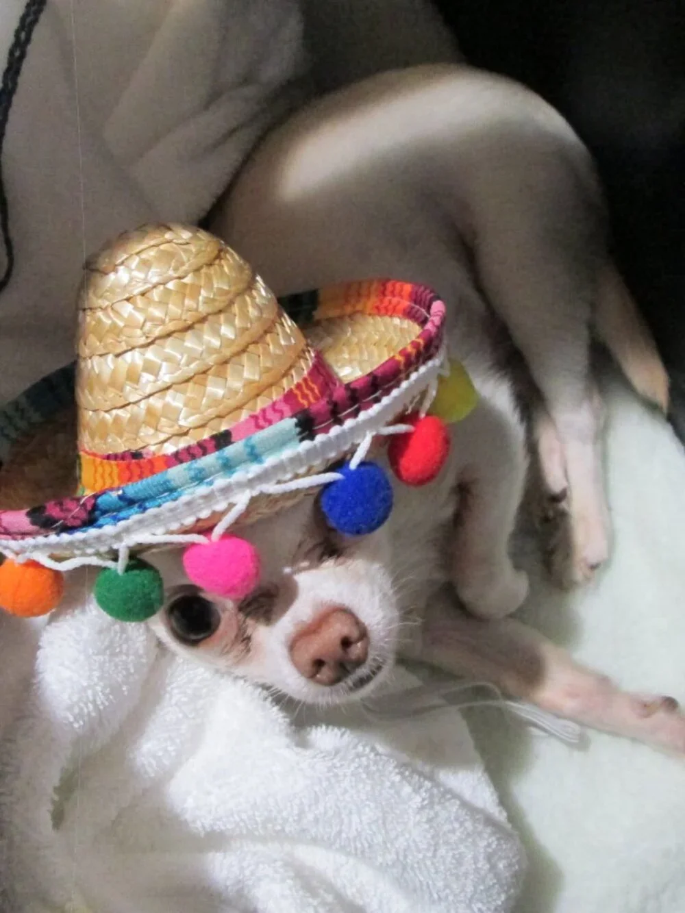 Pop Pom embellished sombrero hat for small dogs adjustable